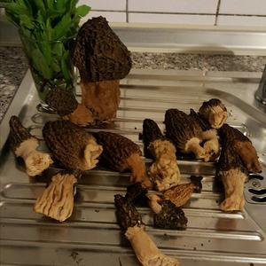 Black Morel