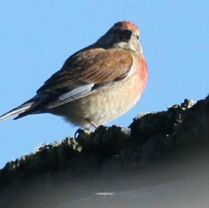 Eurasian Linnet