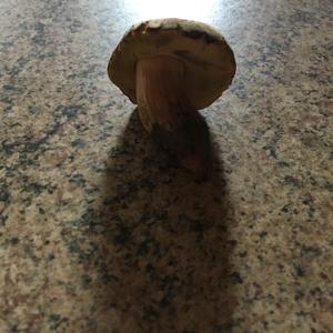 Red-cracked Bolete