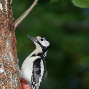 Great Spotted Woodpecker