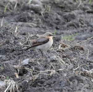 Northern Wheatear