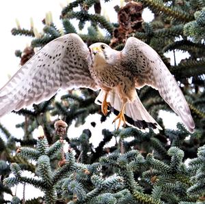 Common Kestrel