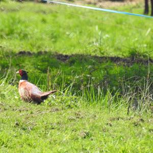 Common Pheasant