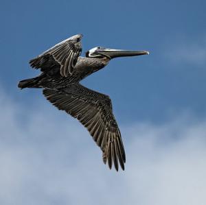 Brown Pelican