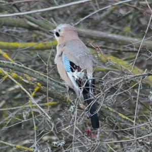 Eurasian Jay