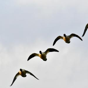 Common Merganser