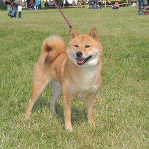 Shiba Inu