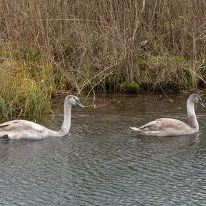 Höckerschwan