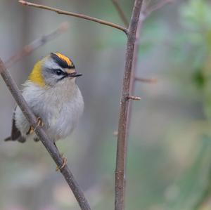 Firecrest