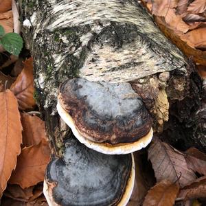 Tinder Polypore