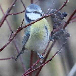 Blue Tit