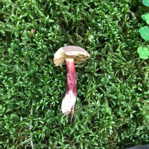 Red-cracked Bolete