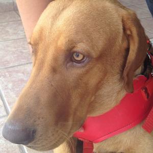 Unknown Breed