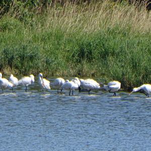 Eurasian Spoonbill