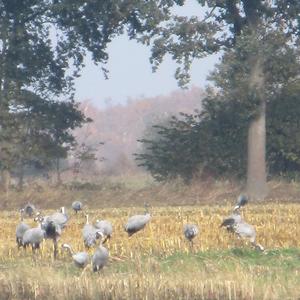 Common Crane