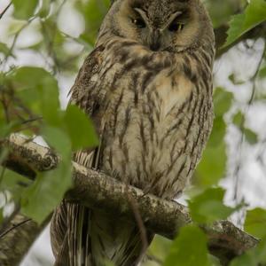 Long-eared Owl