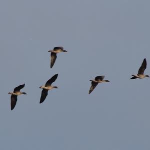 Greater White-fronted Goose