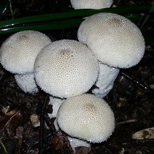 Gem-studded Puffball