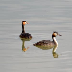 Great Crested Grebe