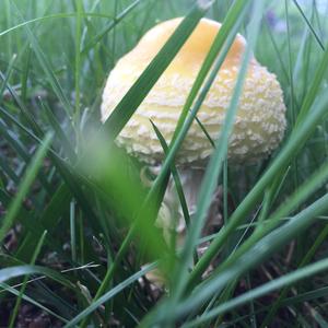 Fly Agaric