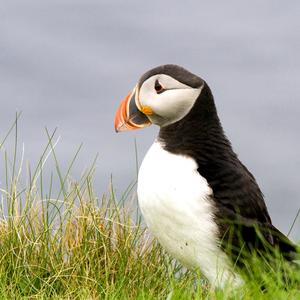 Atlantic Puffin