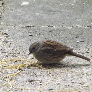 Hedge Accentor