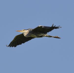 Grey Heron