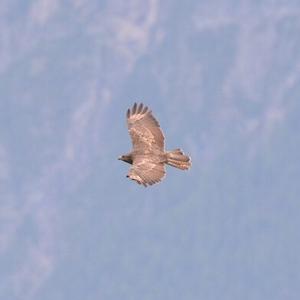 Common Buzzard