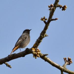 Black Redstart