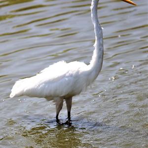 Great Egret