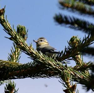 Blue Tit