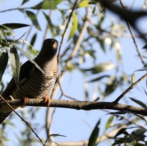 Common Cuckoo