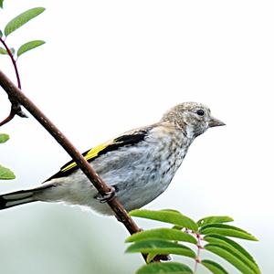 European Goldfinch