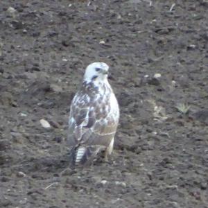 Common Buzzard