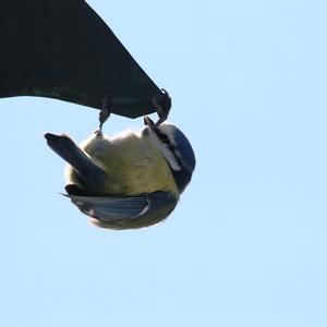 Blue Tit