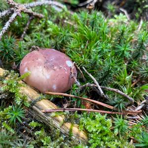 Bare-toothed Russula