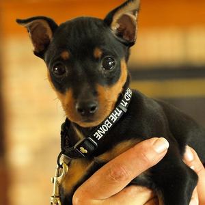 Zwergpinscher