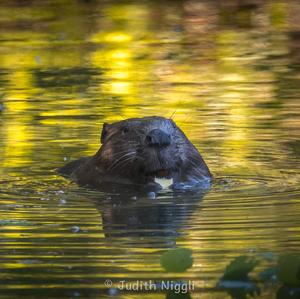 Eurasian Beaver