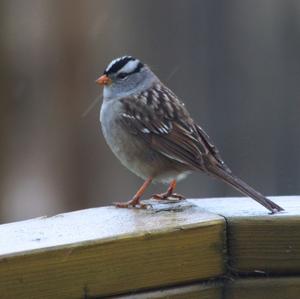 White-crowned Sparrow