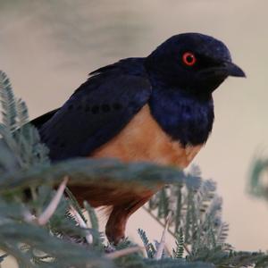 Golden-breasted Starling