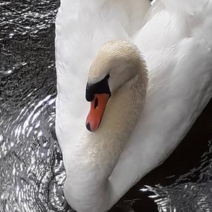 Mute Swan