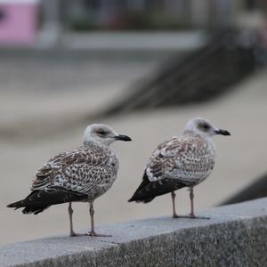 Herring Gull