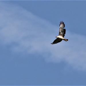 Common Buzzard