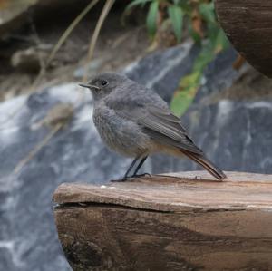 Black Redstart