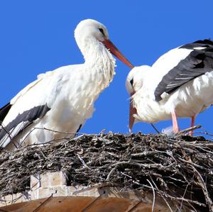 White Stork