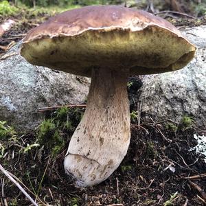 Orange Birch Bolete