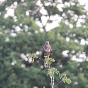 Common Buzzard