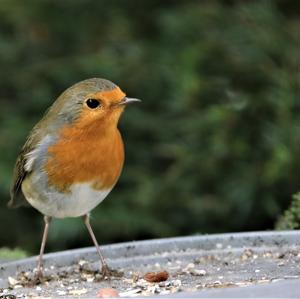 European Robin