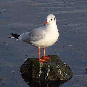 Black-headed Gull