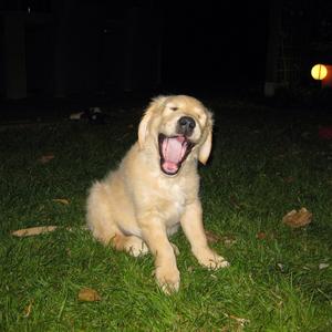 Retriever (Golden)